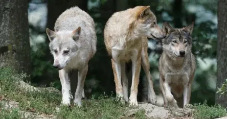 Evropski sud pravde presudio protiv lova na vukove