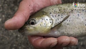 Višemilionski projekt u Hercegovini, Hrvatska pomaže očuvanju endemske vrste ribe