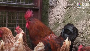 Pejo se šepuri po kokošinjcu među kokoškama, ali i – nosi jaja