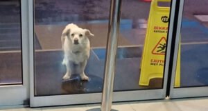 Pas čekao vlasnika danima ispred bolnice, ovako je reagovao kada je izašao (VIDEO)