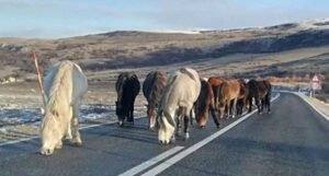 Vozačima probleme stvaraju poledica, ali i divlji konji koji izlaze na cestu