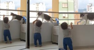 Snimak mačke koja ne da djetetu da se popne na ogradu balkona oduševio milione