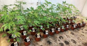 U Mostaru pronašli laboratorij za uzgoj marihuane, uhapšene dvije osobe