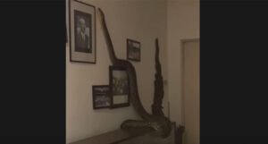 Prizor koji je šokirao: Vratila se kući i zatekla ogromnu zmiju na zidu (VIDEO)
