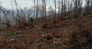 Gacko: Bespravna sječa odnijela i šumu i pare