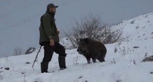 Neobično prijateljstvo u BiH: Kućni ljubimac mu je divlja svinja Tito (VIDEO)