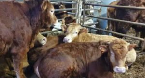 Nestašica hrane za stoku, farmama u BiH prijeti katanac