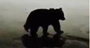 Važna obavijest u vezi pojave medvjeda na Ponijerima