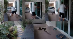 Ogromna zmija mu upala u dvorište, uspio je umaći i spasiti mačku
