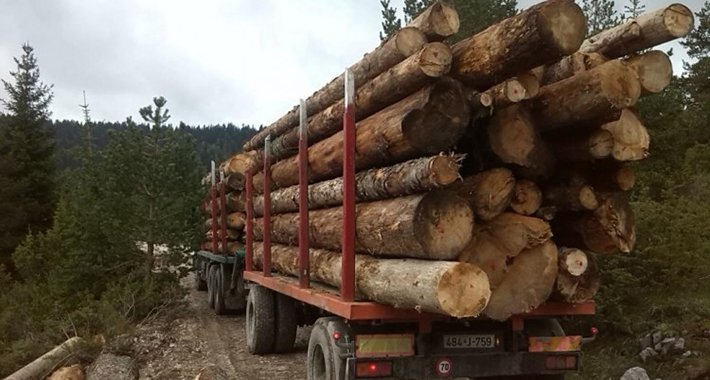 Uhapšen zbog nezakonite sječe 500 kubnih metara drveta, načinio štetu od 89.000 KM