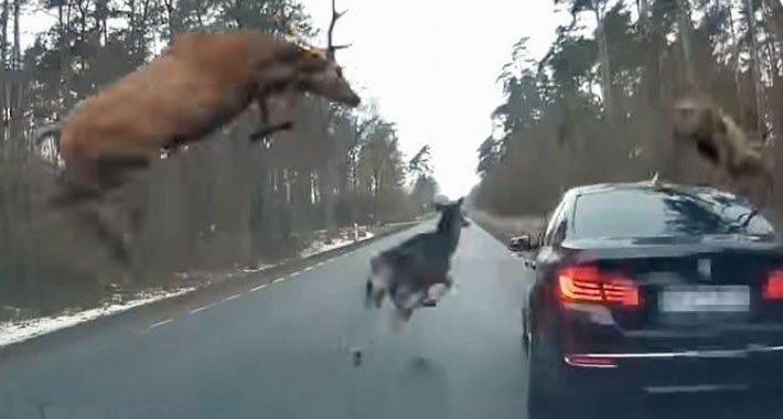 BMW naletio na krdo jelena, ovako je taj susret završio (VIDEO)