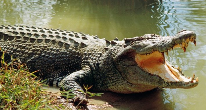 Veliki broj krokodila pobjegao iz uzgajališta