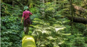 WWF Adria: Krajnje vrijeme da ozbiljno promijenimo odnos prema šumama