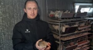 Adnan od hobija razvio ozbiljan posao uzgoja japanskih prepelica
