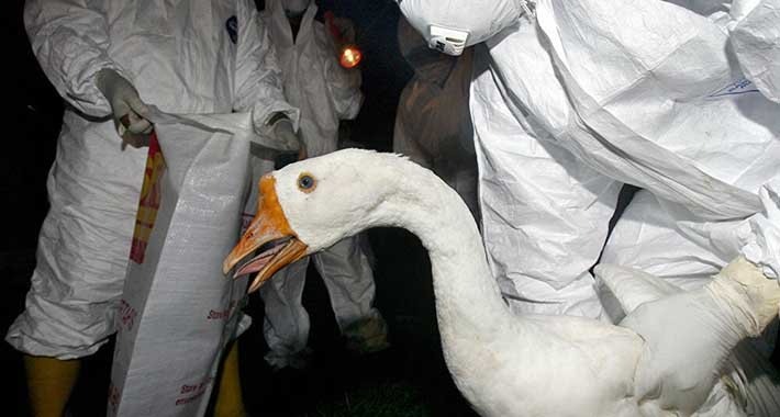 U Srbiji registrovan ptičji grip, utvrđen je kod dva uginula labuda