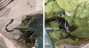 U salati koju je kupio u marketu pronašao živu zmiju otrovnicu