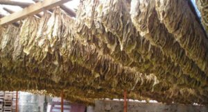 Hercegovački duhan četvrti zaštićeni bh. proizvod na svjetskoj listi