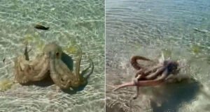 Kupača u plićaku “pretukla” bijesna hobotnica (VIDEO)