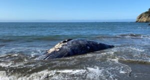 Kod San Franciska četiri mrtva siva kita za devet dana