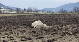 Leševi krava izazvali paniku lokalnog stanovništva, veterinar objasnio od čega su uginule