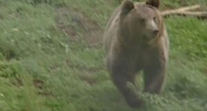 Medvjed napao čobana, izgrizao ga i polomio mu obje ruke