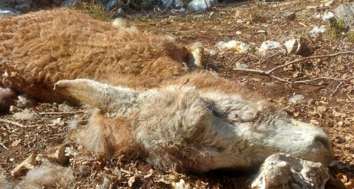 Vukovi napali stado magaraca kod Ljubuškog