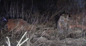 Tigar uhvaćen nakon što je napao ženu u selu
