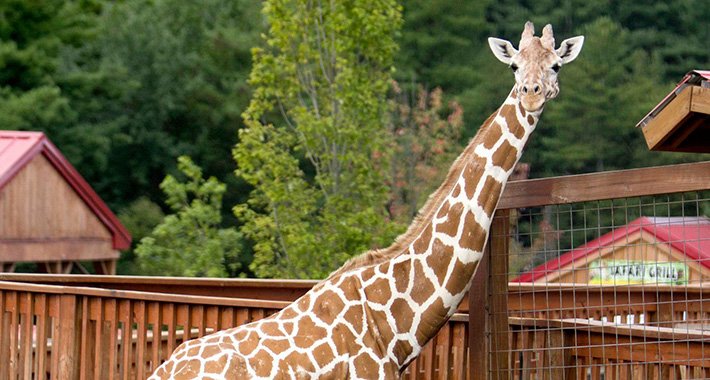 Uginula najpoznatija žirafa na svijetu