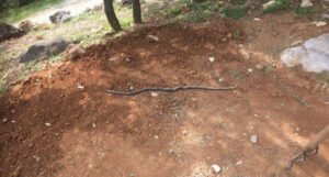 Ženu ujela zmija dok je radila u vrtu, hitno je prevezena u bolnicu