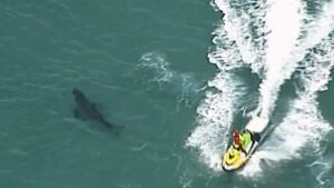 Morski pas napao surfera, ni medicinski tim mu nije mogao spasiti život