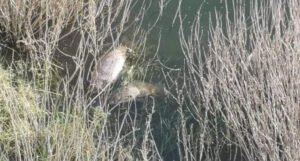 Pomor ribe u Buškom jezeru, na terenu i inspektori