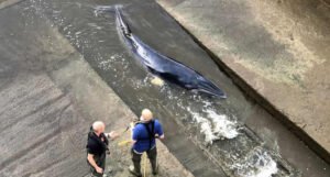 Mladi kit zalutao u rijeku Temzu, povrijeđen je i u teškom stanju