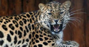 Odbjegli leopard izazvao pometnju u gradu sa deset miliona stanovnika
