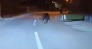Interventni tim prati medvjeda koji je trčao cestom ispred auta