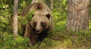 Praćenje medvjeda i tetrijeba u Bosni i Hercegovini donijelo važne podatke