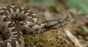U Njemačkoj otkrivena farma sa 110 opasnih zmija, nisu bile ni u terarijumima