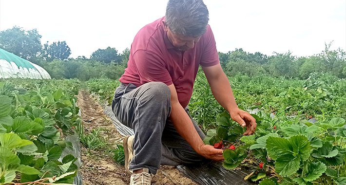 Katastrofalna sezona za proizvođače jagoda u čelićkom kraju: Biće teško i naredne godine