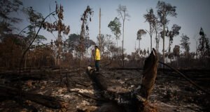 Nastavlja se rekordno krčenje Amazonske prašume