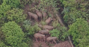 Krdo slonova koje luta već 500 kilometara oduševilo sve drugarskom gestom