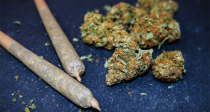 Legalizovali marihuanu za odrasle: “Danas je istorijski dan za razne slobode”