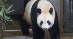 Velika panda Shin Shin dobila blizance