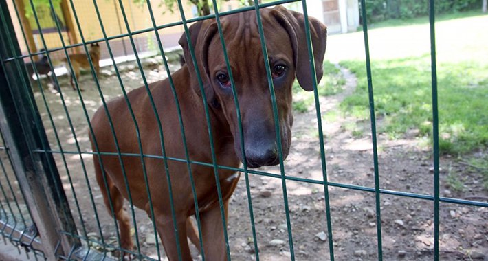Fostering udomljavanje nova nada za napuštene pse u Bosni i Hercegovini
