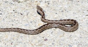 Upozorenje: U BiH i susjednim državama nema protuotrova za ugriz zmije