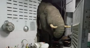 Zatekla slona kako u kuhinji surlom traži hranu