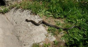 Zabilježen prvi ugriz zmije u BiH ove godine, ljekari se oglasili o stanju pacijenta