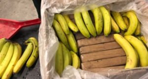 Poljoprivrednik kupio 10 paketa banana, pa u njima pronašao paketiće kokaina