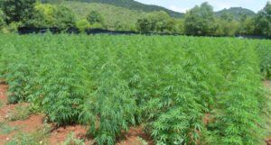 Policija otkrila sedam plantaža marihuane, uhapšen 34-godišnjak