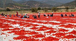 Suše paradajz na suncu, pa ga na tržištu mogu prodavati 12 mjeseci
