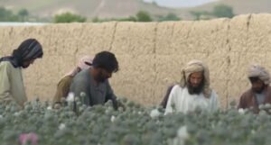 Kako talibani zarađuju od proizvodnje opijuma?