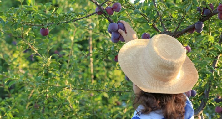Nude 6 KM po ubranoj vreći šljiva i obrok, kažu da mladi neće u voćnjake